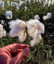 Attēlu rezultāti vaicājumam “Eriophorum angustifolium flower”