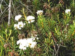 Attēlu rezultāti vaicājumam “Ledum palustre leaf”