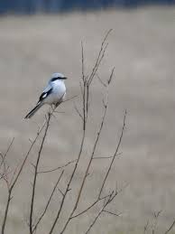 Attēlu rezultāti vaicājumam “Laniidae”