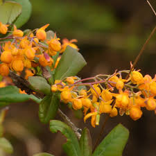 Attēlu rezultāti vaicājumam “Berberis”
