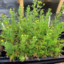 Attēlu rezultāti vaicājumam “Matricaria discoidea flower”