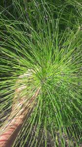 Attēlu rezultāti vaicājumam “Equisetum telmateia”