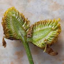 Attēlu rezultāti vaicājumam “Tripleurospermum inodorum leaf”