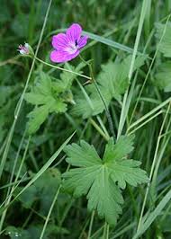 Attēlu rezultāti vaicājumam “Geranium palustre leaf”