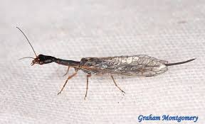 Attēlu rezultāti vaicājumam “Raphidioptera imago”