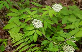 Attēlu rezultāti vaicājumam “Sambucus racemosa”