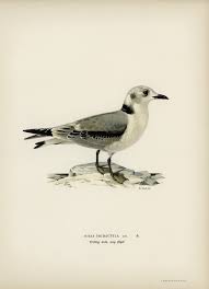 Attēlu rezultāti vaicājumam “Rissa tridactyla”