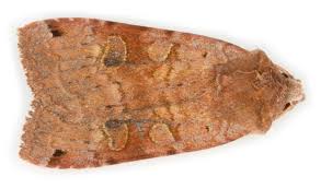 Attēlu rezultāti vaicājumam “Xestia baja”