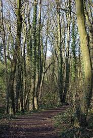 Image result for Coal Aston Cricket Club