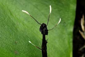 Attēlu rezultāti vaicājumam “Typhula erythropus”