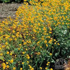 Attēlu rezultāti vaicājumam “Ranunculus repens leaf”