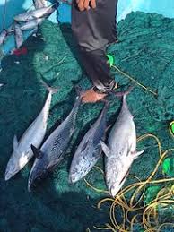 Image result for Euthynnus affinis