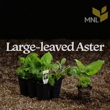 Attēlu rezultāti vaicājumam “Enteridium liceoides macro”