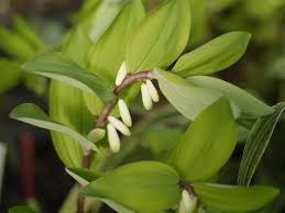 Attēlu rezultāti vaicājumam “Polygonatum odoratum flower”