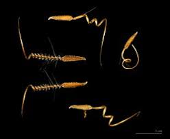 Attēlu rezultāti vaicājumam “Erodium cicutarium fruit”