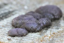 Attēlu rezultāti vaicājumam “Amaurochaete atra”