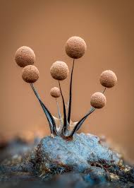 Attēlu rezultāti vaicājumam “Comatricha nigra spores”