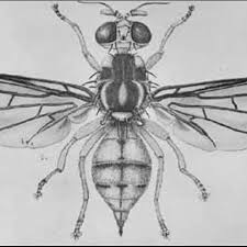 Attēlu rezultāti vaicājumam “Tephritidae”