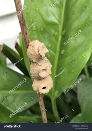 Attēlu rezultāti vaicājumam “Eumenidae”