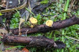 Attēlu rezultāti vaicājumam “Hymenoscyphus calyculus”