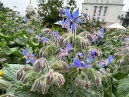 Attēlu rezultāti vaicājumam “Borago officinalis leaf”