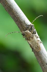 Attēlu rezultāti vaicājumam “Ceruchus chrysomelinus larva”