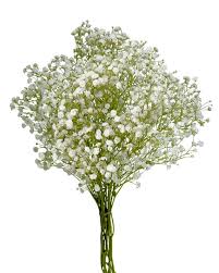 Attēlu rezultāti vaicājumam “Gypsophila fastigiata bud”