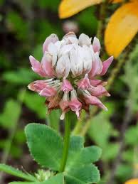 Attēlu rezultāti vaicājumam “Trifolium hybridum”