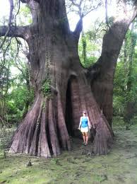 Attēlu rezultāti vaicājumam “Taxodium distichum”