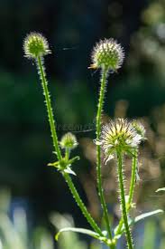 Image result for Dipsacus pilosus