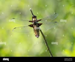 Attēlu rezultāti vaicājumam “Libellula depressa”