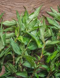 Attēlu rezultāti vaicājumam “Persicaria maculosa leaf”