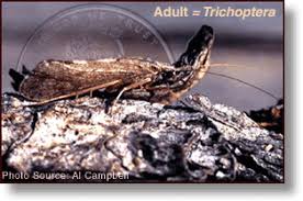 Attēlu rezultāti vaicājumam “Trichoptera”