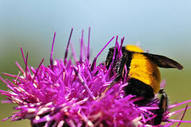 Attēlu rezultāti vaicājumam “Cirsium x rigens flower”