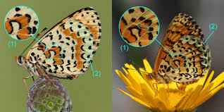 Attēlu rezultāti vaicājumam “Melitaea didyma”