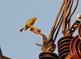 Attēlu rezultāti vaicājumam “Chloris chloris”