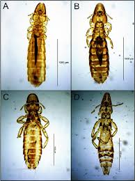 Attēlu rezultāti vaicājumam “Licea chelonoides”