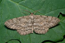 Attēlu rezultāti vaicājumam “Hypomecis roboraria”