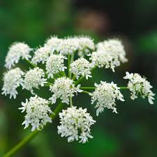 Image result for Angelica archangelica