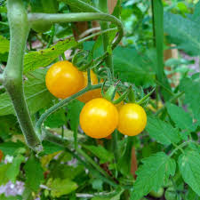 Afbeeldingsresultaat voor broad ripple yellow currant tomato