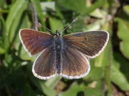 Attēlu rezultāti vaicājumam “Aricia artaxerxes  underside”