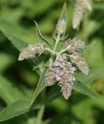 Attēlu rezultāti vaicājumam “Mentha x piperita”