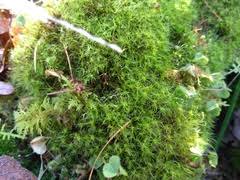 Attēlu rezultāti vaicājumam “Dicranodontium denudatum”