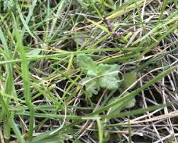 Attēlu rezultāti vaicājumam “Rhinanthus minor leaf”