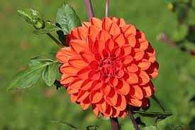 Image result for Dahlia x pinnata `Redskin`
