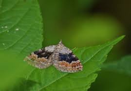 Attēlu rezultāti vaicājumam “Xanthorhoe quadrifasiata”