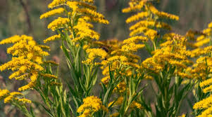 Attēlu rezultāti vaicājumam “Solidago canadensis leaf”