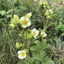 Attēlu rezultāti vaicājumam “Potentilla arenaria”