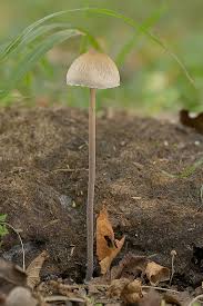 Attēlu rezultāti vaicājumam “Panaeolus papilionaceus”