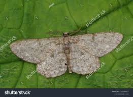 Attēlu rezultāti vaicājumam “Hypomecis punctinalis”